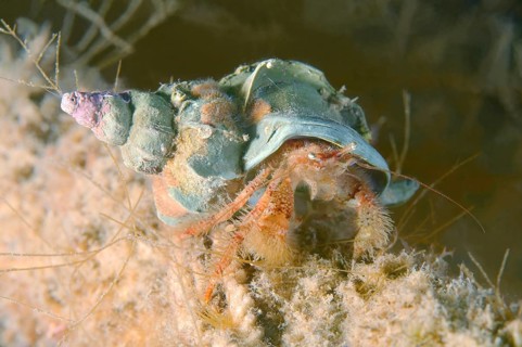 Crested Hermit Crab (Pagurus pectinatus)