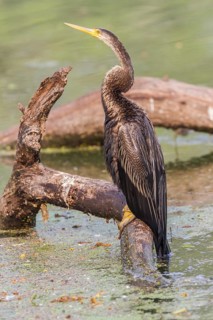 Oriental Darter (Anhinga melanogaster)