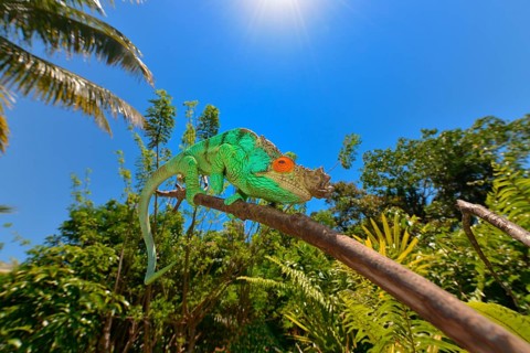 Parson's Chameleon (Calumma parsonii)