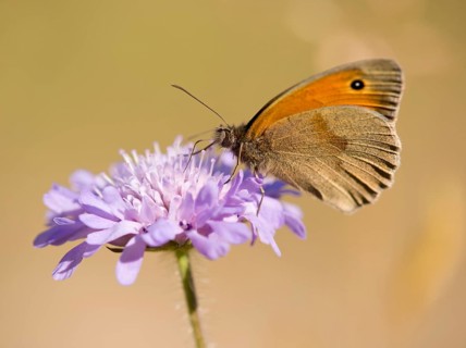 Small Heath (Coenonympha pamphilus) sucking nectar