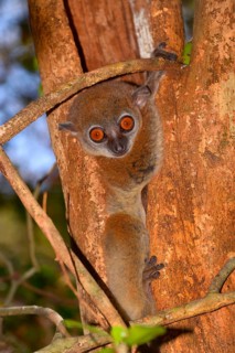 Ankarana sportive lemur (Lepilemur ankaranensis)