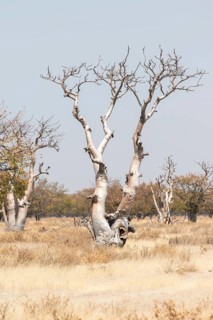 Moringa tree (Moringa ovalifolia)