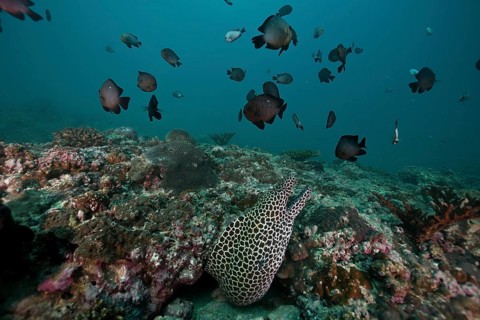 Laced Moray (Gymnothorax favagineus)