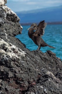 Flightless Cormorant (Phalacrocorax harrisi)