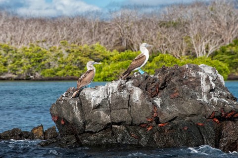 Galapagos Blue-footed Boobies (Sula nebouxii excisa)