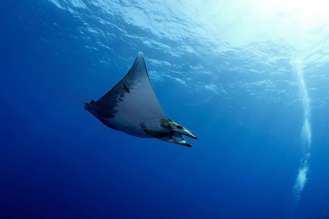 Sicklefin Devil Ray or Box Ray (Mobula tarapacana)