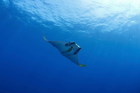 Sicklefin Devil Ray or Box Ray (Mobula tarapacana)