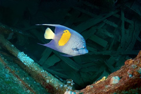 Halfmoon Angelfish (Pomacanthus maculosus) at the shipwreck of the SS Thistlegorm