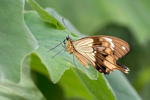 African Swallowtail (Papilio dardanus)