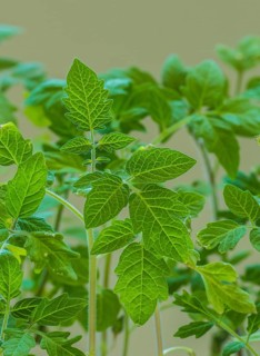 Young Tomato plants (Lycopersicon esculentum)