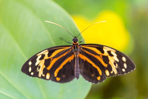 Heliconius xanthocles butterfly