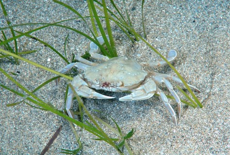 Swimming Crab species (Macropipus holsatus)