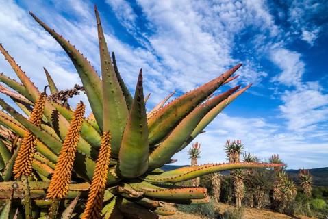 Cape Aloe (Aloe ferox)