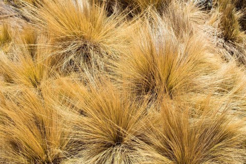 Peruvian feather grass (Stipa ichu)