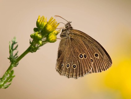 Ringlet (Aphantopus hyperantus) sucking nectar