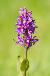 Marsh Orchid (Dactylorhiza majalis)