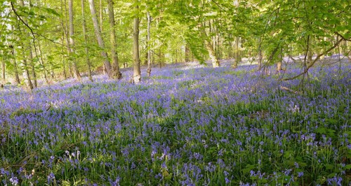 Spanish Bluebells (Hyacinthoides hispanica) in a deciduous forest