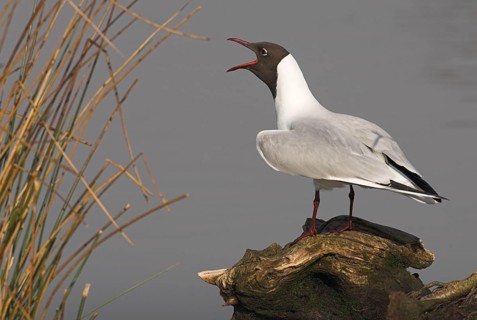 Calling Black-headed gull (Larus ridibundus) on a tree stump