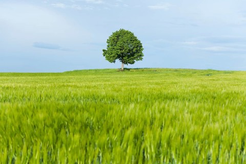 Solitary Lime tree (Tilia spp.) and wooden bench at a barley field