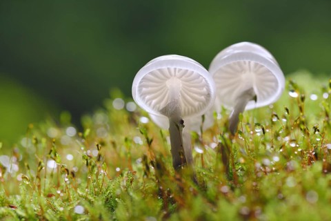 Porcelain fungi (Oudemansiella mucida) on a mossy trunk