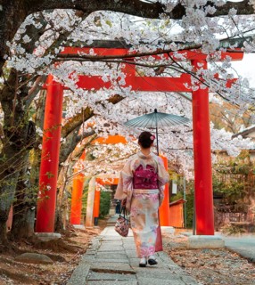 Japanese woman with kimono under blossoming cherry trees