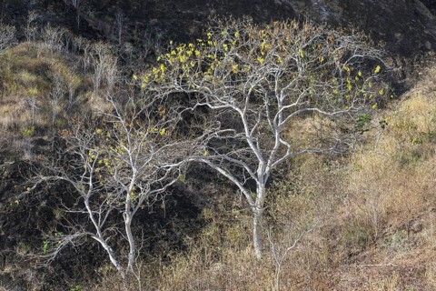 Palo Santo tree (Bursera graveolens)