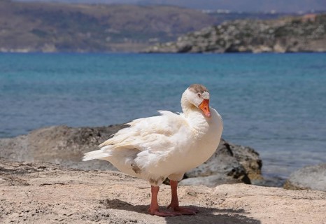 Goose (Anserinae) standing on the seashore