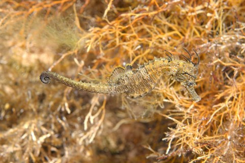 Short-snouted Seahorse (Hippocampus hippocampus)