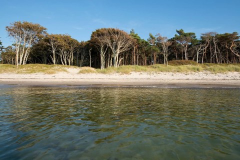 Weststrand beach and forest