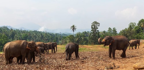 Asian elephants (Elephas maximus) feeding in the Pinnawala Elephant Orphanage