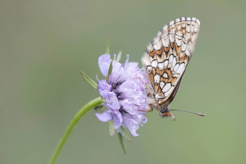 Heath Fritillary (Melitaea athalia)
