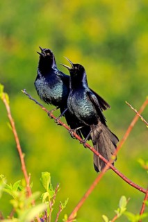Two Boat-tailed Grackles (Quiscalus major)