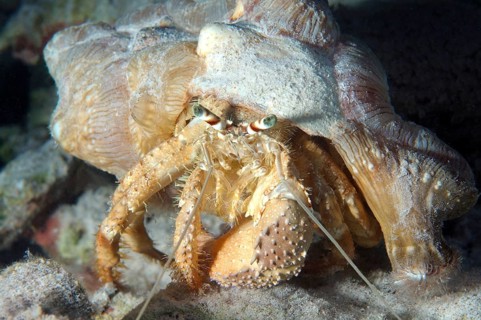 Anemone Hermit Crab (Dardanus tinctor)