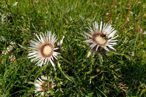 Stemless carline thistle (Carlina acaulis)