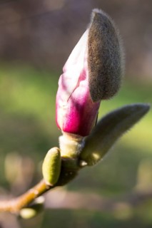 Bud of a Magnolia (Magnolia)
