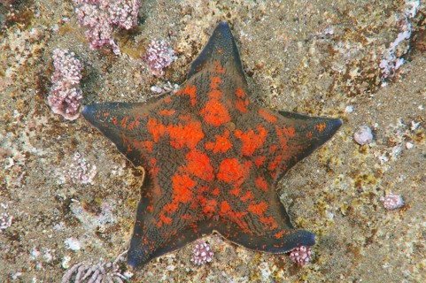 Blue Bat Star (Patiria pectinifera)