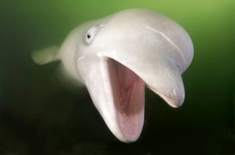 Beluga Whale