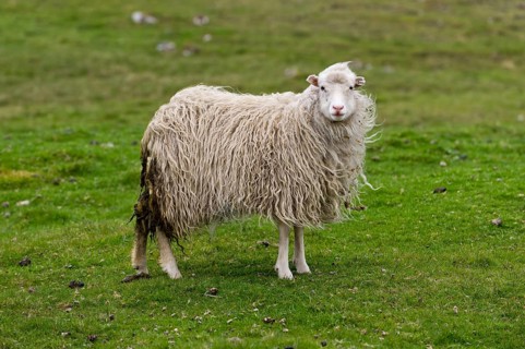 Sheep