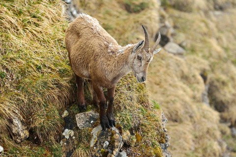 Alpine Ibex (Capra ibex)