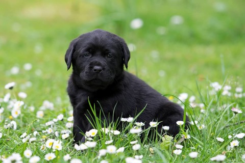 Black Labrador Retriever puppy