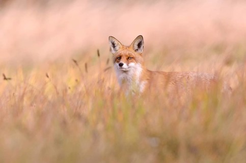 Red Fox (Vulpes vulpes) on a meadow in autumn