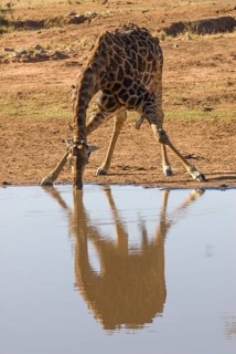 Giraffe (Giraffa camelopardalis) drinking at a waterhole