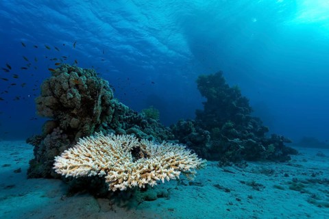Acropora table coral (Acropora sp.) on small coral reef in the sandy ground