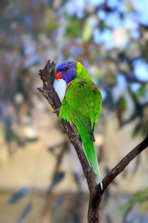 Rainbow Lorikeet (Trichoglossus haematodus)