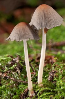 Pleated Inkcap or Little Japanese Umbrella (Coprinus plicatilis)