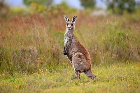 Eastern Grey Kangaroo (Macropus giganteus)