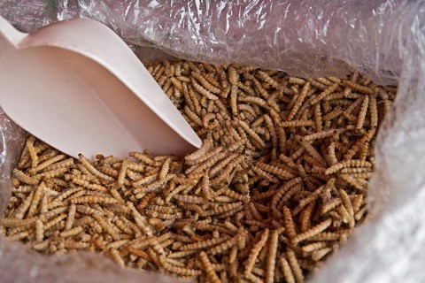 Dried bamboo worms for sale at a market