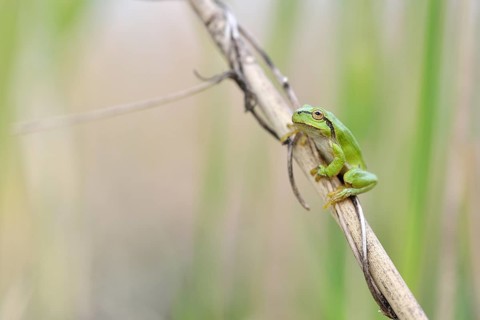 European tree frog (Hyla arborea) sitting on a reed stalk