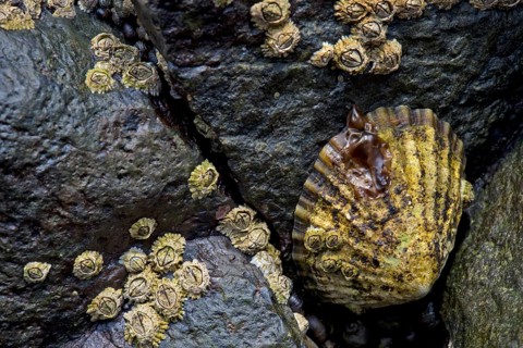 Limpets (Patellidae) in the surf zone on rocks