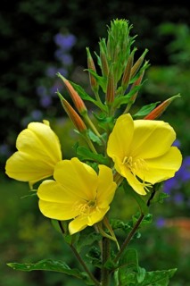 Common Evening Primrose (Oenothera biennis)